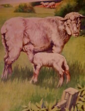 Sheep ewe lamb for sale  Spokane