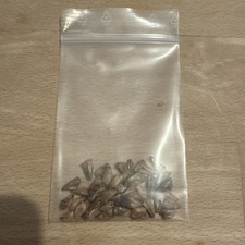 Blaue coloradotanne samen gebraucht kaufen  Feldkirchen-Westerham