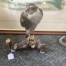 Victorian large taxidermy for sale  WOOLER