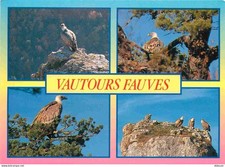 Animals birds raptors d'occasion  Expédié en Belgium