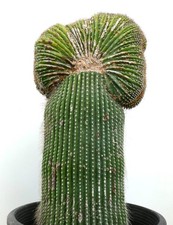 Carnegiea polylopha saguaro usato Carnegiea polylopha saguaro usato  Napoli