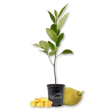 Jackfruit tree live for sale  USA