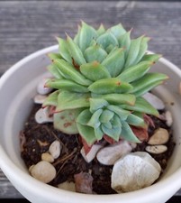 Echeveria lincoln maria d'occasion  Maule