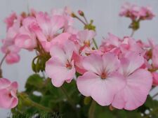 Seeds pelargonium appleblossom for sale  Shipping to Ireland