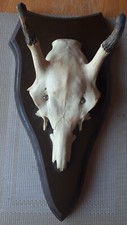 Echtes tiergeweih gebraucht kaufen  Troisdorf