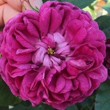 Rose resht historische gebraucht kaufen  Haselünne