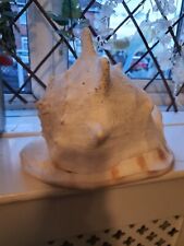Large specimen crab for sale  STOKE-ON-TRENT