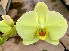 Phalaenopsis green apple gebraucht kaufen  Augsburg