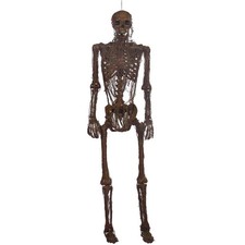5 ft skeleton for sale 5 ft skeleton for sale Orlando