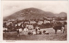 Penmaenmawr cows real for sale  WIRRAL