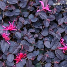 Loropetalum chinense black d'occasion  Pouzauges