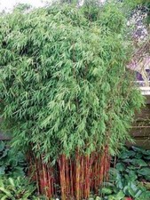 Red dragon bamboo for sale  Ravensdale
