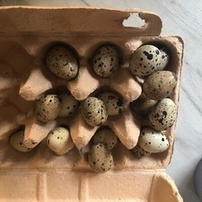 Jumbo white coturnix for sale  IPSWICH