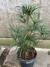 Sciadopitys verticillata japan for sale  CHORLEY