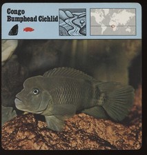 Congo bumphead cichlid for sale  Waupun