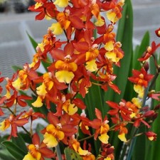 Spike bud oncidium for sale  Spring Hill