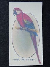 Red blue macaw for sale  UK