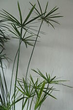 umbrella plant for sale umbrella plant for sale WILMSLOW