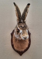 hares for sale hares for sale WREXHAM