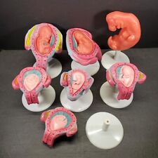 Human fetal anatomical for sale  Shipping to Ireland