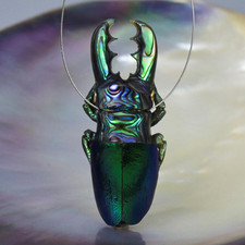 Conta focal Staghorn Beetle Jewel Beetle Wing Paua Abalone & Sapphire Eyes 5,49 g comprar usado  Enviando para Brazil