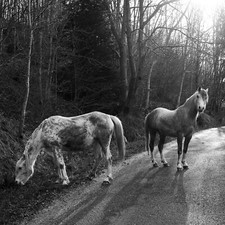Horses fotografia fine usato  Brescia