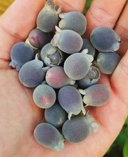 Semi mirto rosa usato  Sanluri