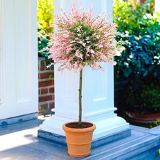 Salix hakuro nishiki for sale  UK