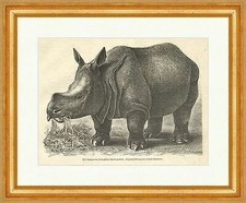 Nashorn zoologischen garten gebraucht kaufen  Grabenstätt