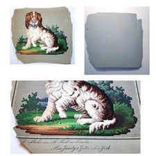 King charles spaniel for sale  Glen Oaks
