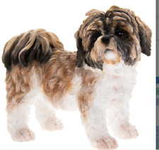 Brown white shih d'occasion  Expédié en Belgium