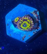 Stratosphere zoa high for sale  HATFIELD