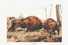 Kämpfende wisent bison gebraucht kaufen  Lauenburg/ Elbe