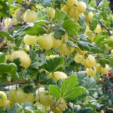 Ribes uva crispa d'occasion  Pouzauges