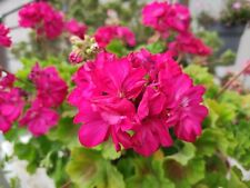 Graines geranium rose d'occasion  Lingolsheim