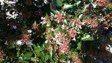 Abelia grandiflora abelie d'occasion  Mont-près-Chambord