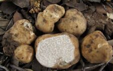 White truffle mushroom for sale  OLDHAM