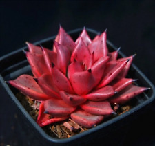 Echeveria agavoides romeo for sale  Miami