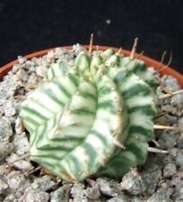 Euphorbia meloformis variegate for sale  EASTBOURNE