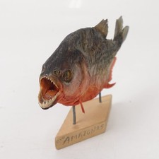 Amazonian menace red for sale  Aurora