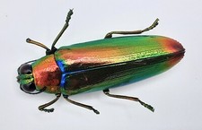 Buprestidae chrysochroa fulmin gebraucht kaufen  Wadern