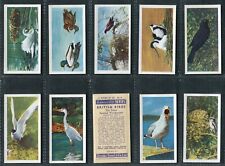 Brooke bond 1954 for sale  NOTTINGHAM