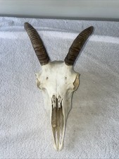 Goat skull taxidermy for sale  Osceola