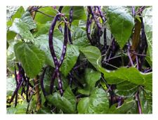 Climbing french purple for sale  SALISBURY