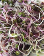 Country delight sprouting for sale  Shasta Lake