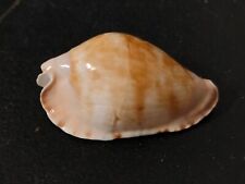 Conchiglia shell cypraea usato  Piombino