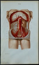 1852 planche anatomie d'occasion  France