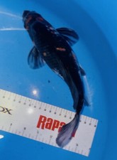 Inch butterfly showa for sale  Findlay