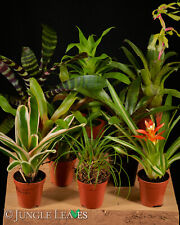 Bromelien set bromelien gebraucht kaufen  Herten