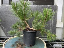 Dwarf mugo pine for sale  Grove City